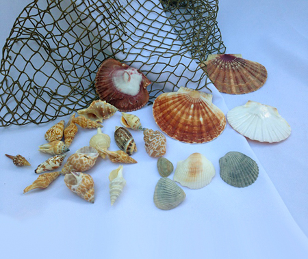 Seashells by the bag - Themed Rentals - Sea Shells for rent